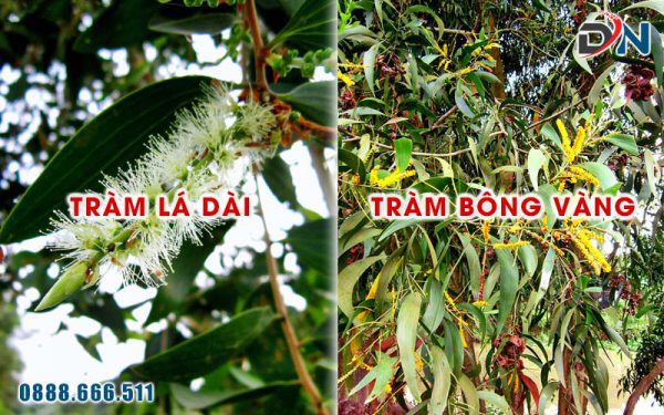 Tìm hiểu về cây cừ tràm và những ứng dụng của chúng trong đời sống